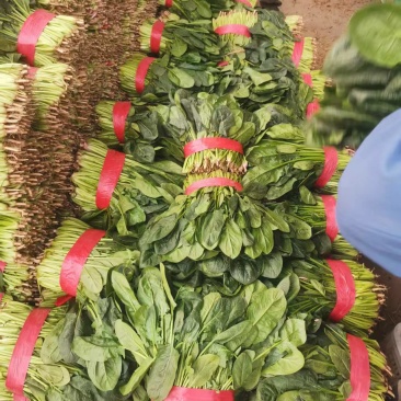 【精品】波菜产地直发价格美丽量大从优欢迎全国老板洽谈