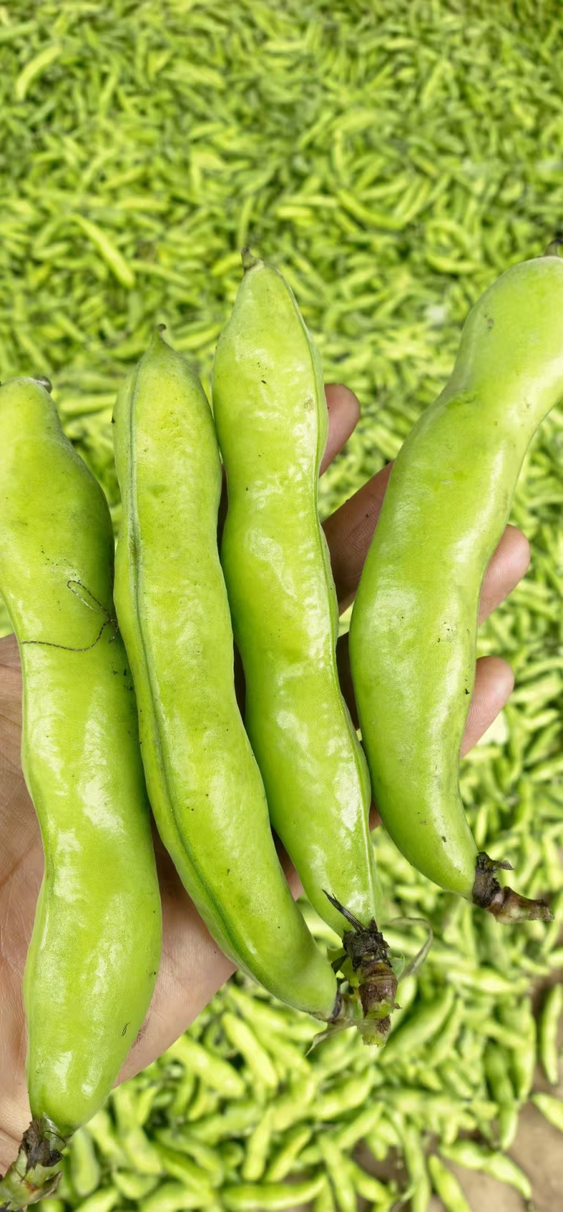 【蚕豆】湖北蚕豆大粒青皮蚕豆产地直发，随行就市