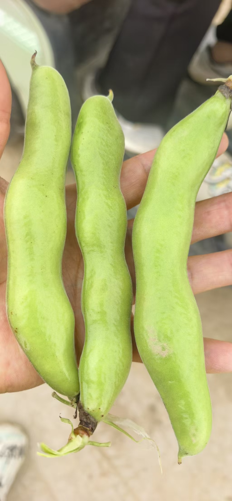 【蚕豆】湖北蚕豆大粒青皮蚕豆产地直发，随行就市