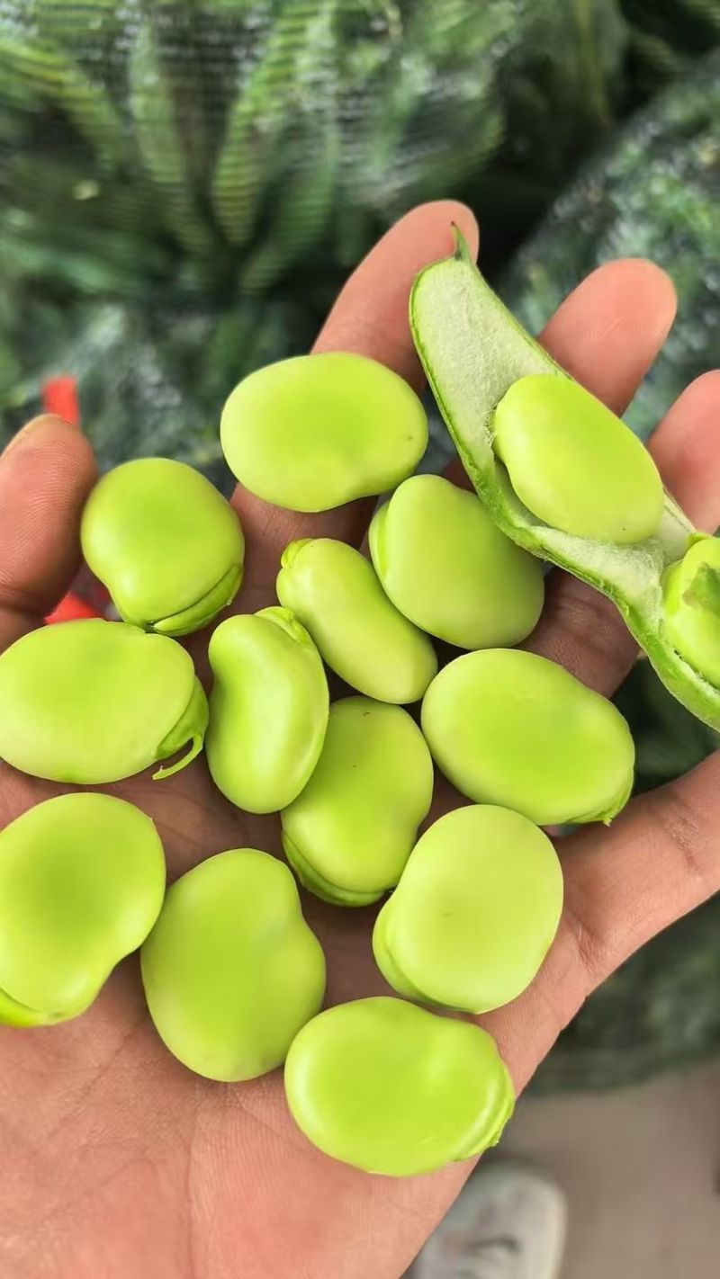 【蚕豆】湖北蚕豆大粒青皮蚕豆产地直发，随行就市