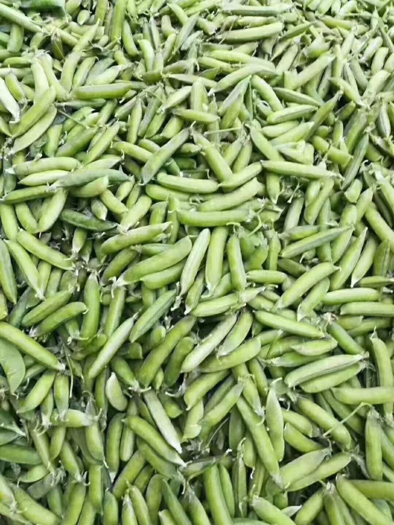 【好货】中豌6号中碗9号湖北青豌豆大量供货产地直发