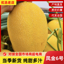 【精品】凤金6号产地直发价格美丽电商商超一条龙服务