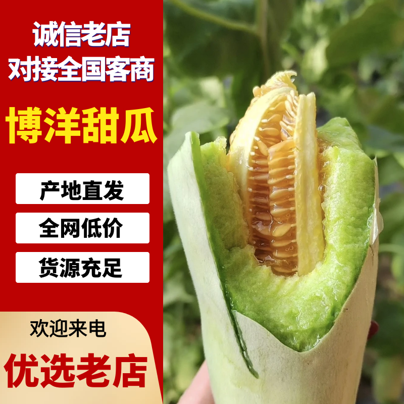 【精品】博洋6号羊角蜜甜瓜产地直发价格美丽欢迎洽谈