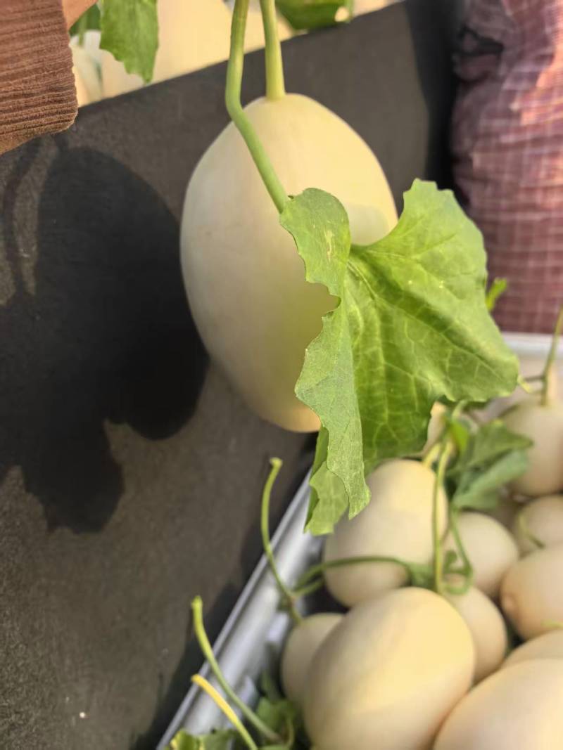 红金蜜【蜜瓜】产地供应，品质保证，货源充足诚信经营