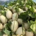 红金蜜【蜜瓜】产地供应，品质保证，货源充足诚信经营
