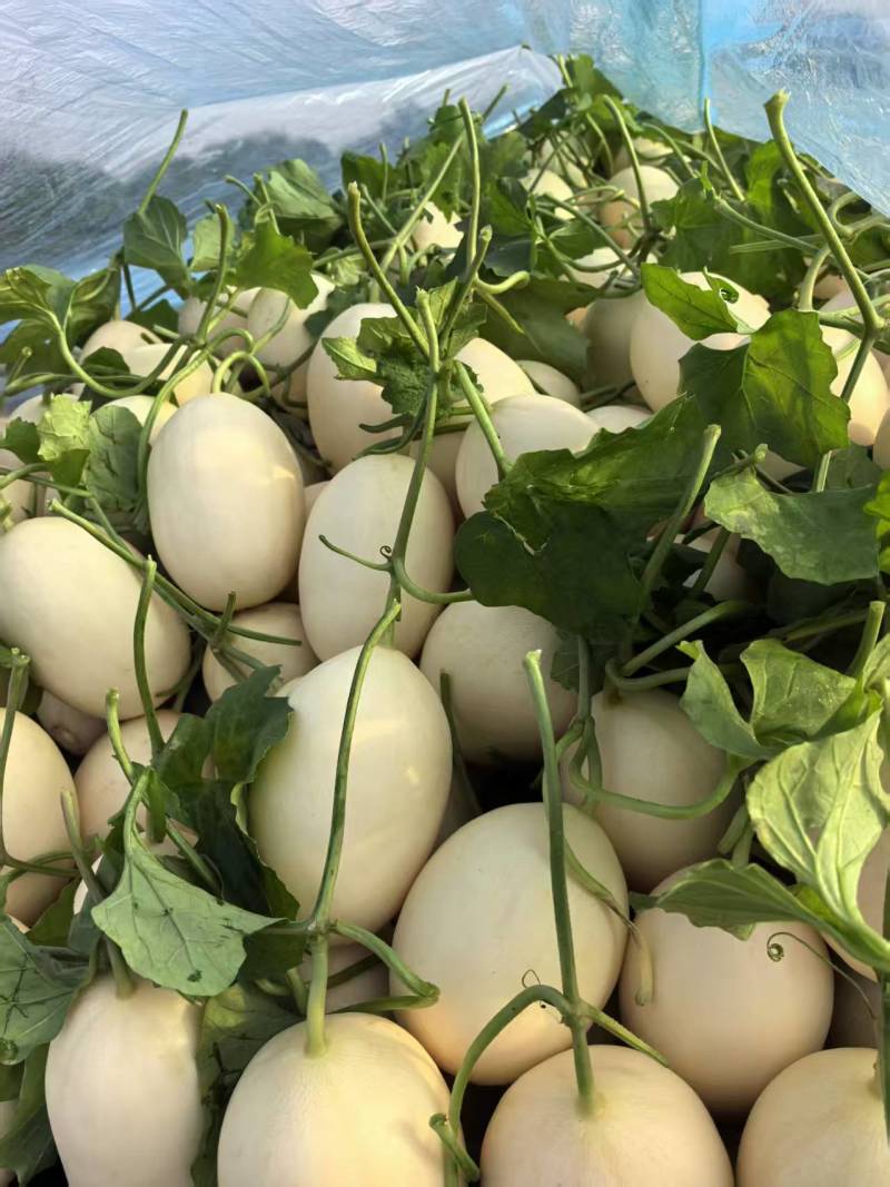 红金蜜【蜜瓜】产地供应，品质保证，货源充足诚信经营