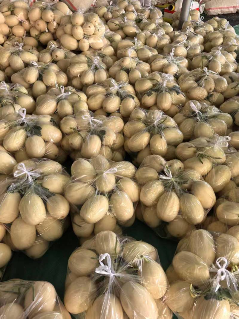 红金蜜【蜜瓜】产地供应，品质保证，货源充足诚信经营