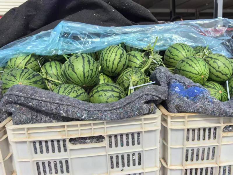 2k小西瓜，小糖丸，支持视频看货，可发往全国市场！