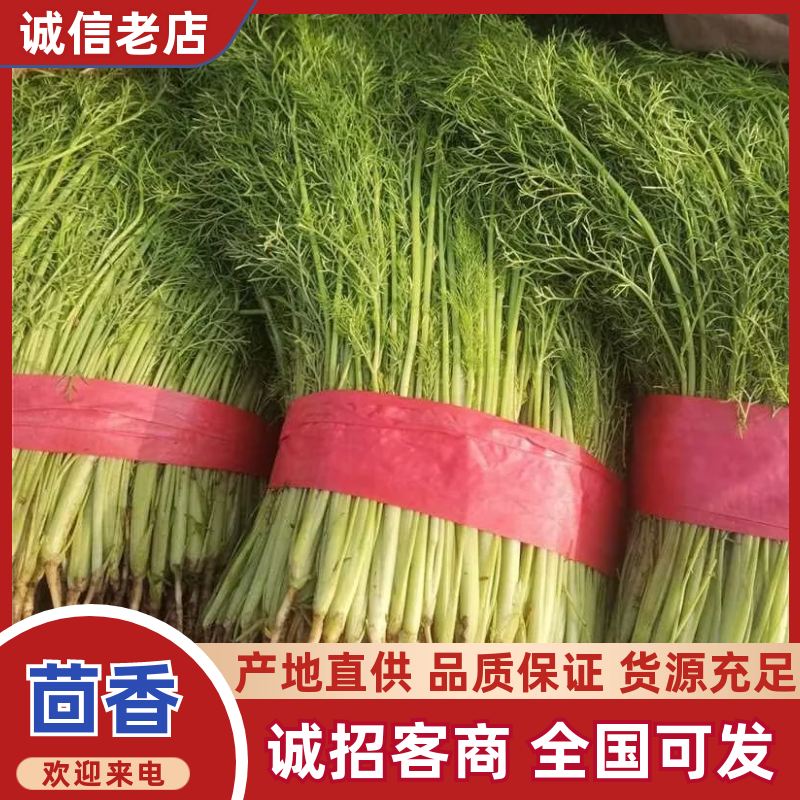 【精品】茴香产地直发价格美丽量大从优欢迎全国老板洽谈