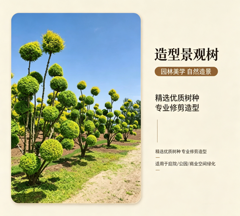 造型景观树、造型树、景观树