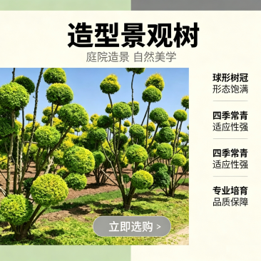 造型景观树、造型树、景观树