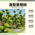 造型景观树、造型树、景观树