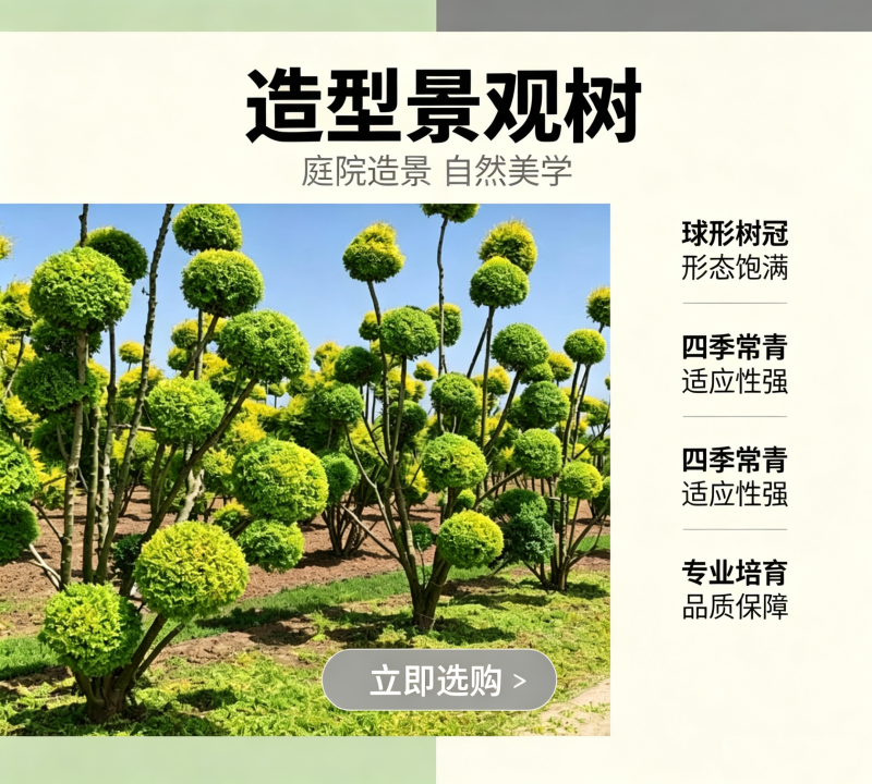 造型景观树、造型树、景观树
