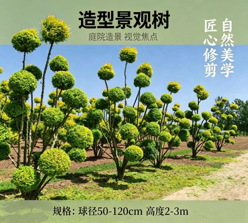 造型景观树、造型树、景观树