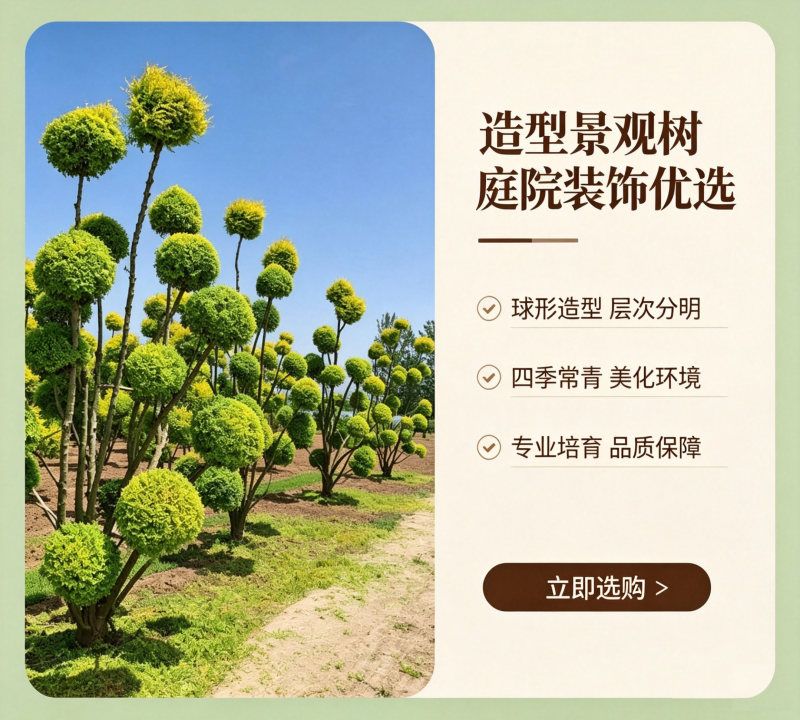 造型景观树、造型树、景观树