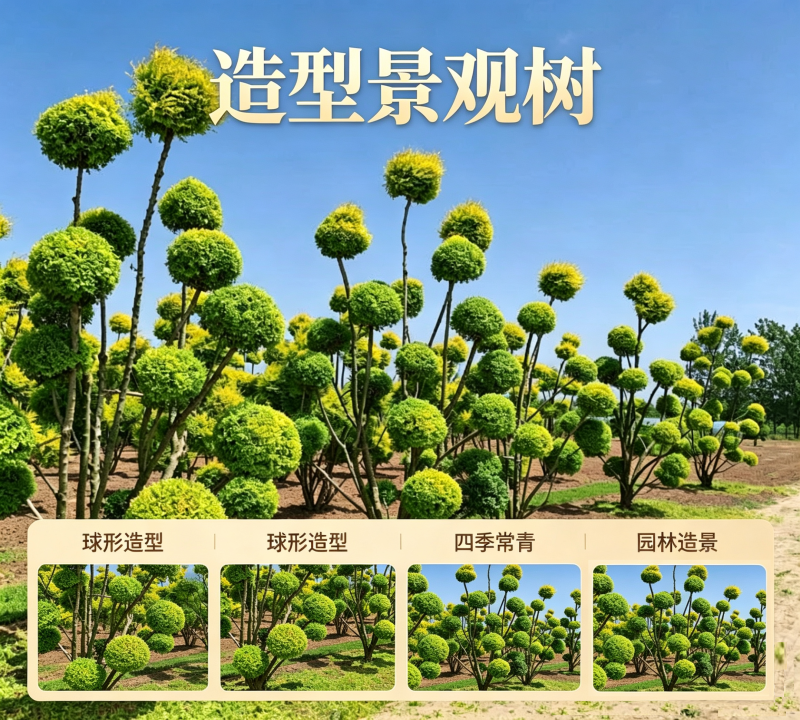 造型景观树、造型树、景观树