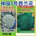 神良1号西兰花种子耐寒花蕾细霜降季节采收优质西蓝花种籽