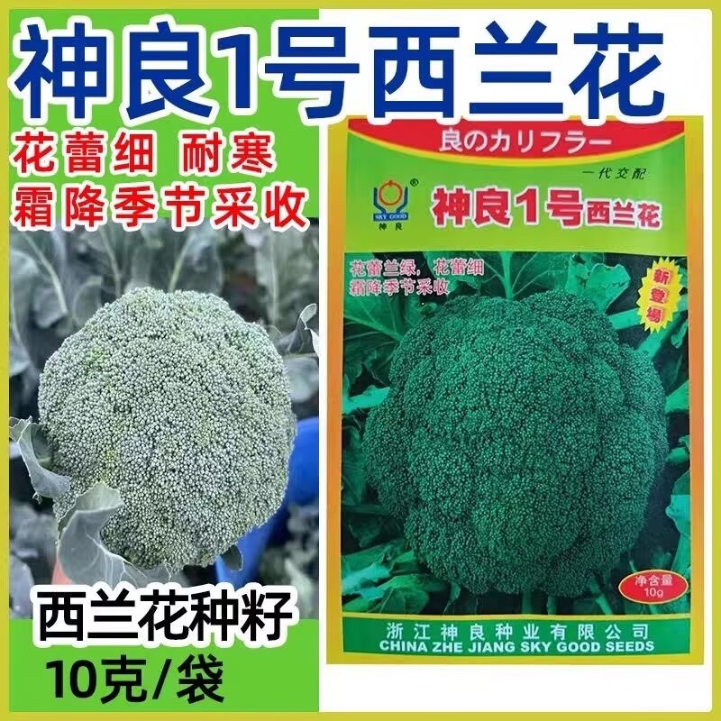 神良1号西兰花种子耐寒花蕾细霜降季节采收优质西蓝花种籽