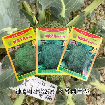 神良1号西兰花种子耐寒花蕾细霜降季节采收优质西蓝花种籽