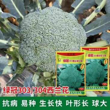 神良西兰花种子绿冠303/304抗病耐高温大田西蓝花种子