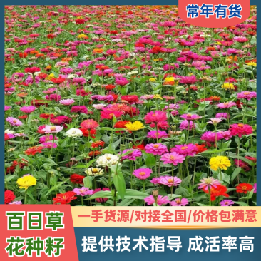 百日草花种籽七彩重瓣百日草花种子四季开花百日菊种籽