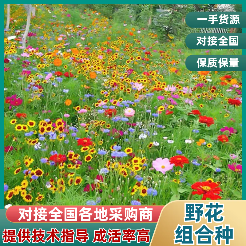 野花组合种子四季播花籽花卉种子庭院花海绿化