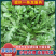 荠菜种子野菜种子阳台蔬菜
