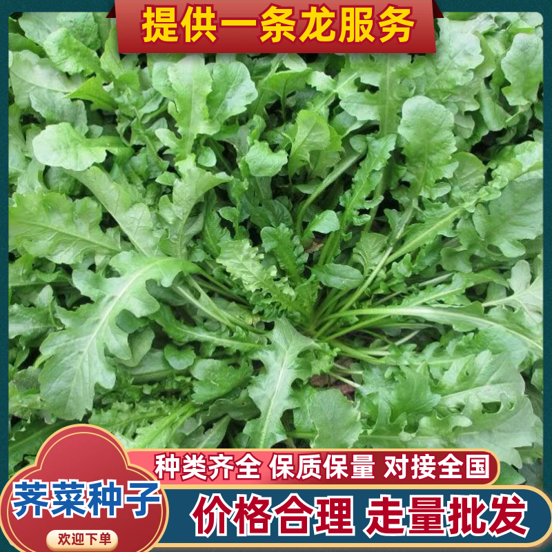 荠菜种子野菜种子阳台蔬菜