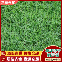 草坪种子狗牙根进口四季青护坡草百慕大草种籽绿化草皮种子