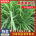 【聚便宜】黑麦草种子多年生黑麦草种子牧草型