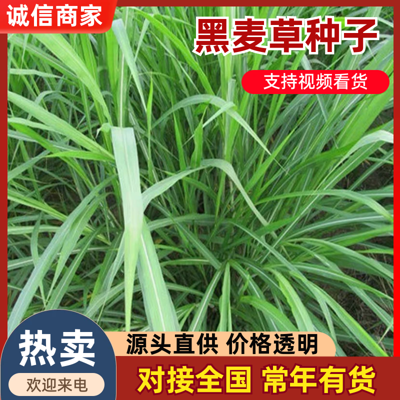 【聚便宜】黑麦草种子多年生黑麦草种子牧草型