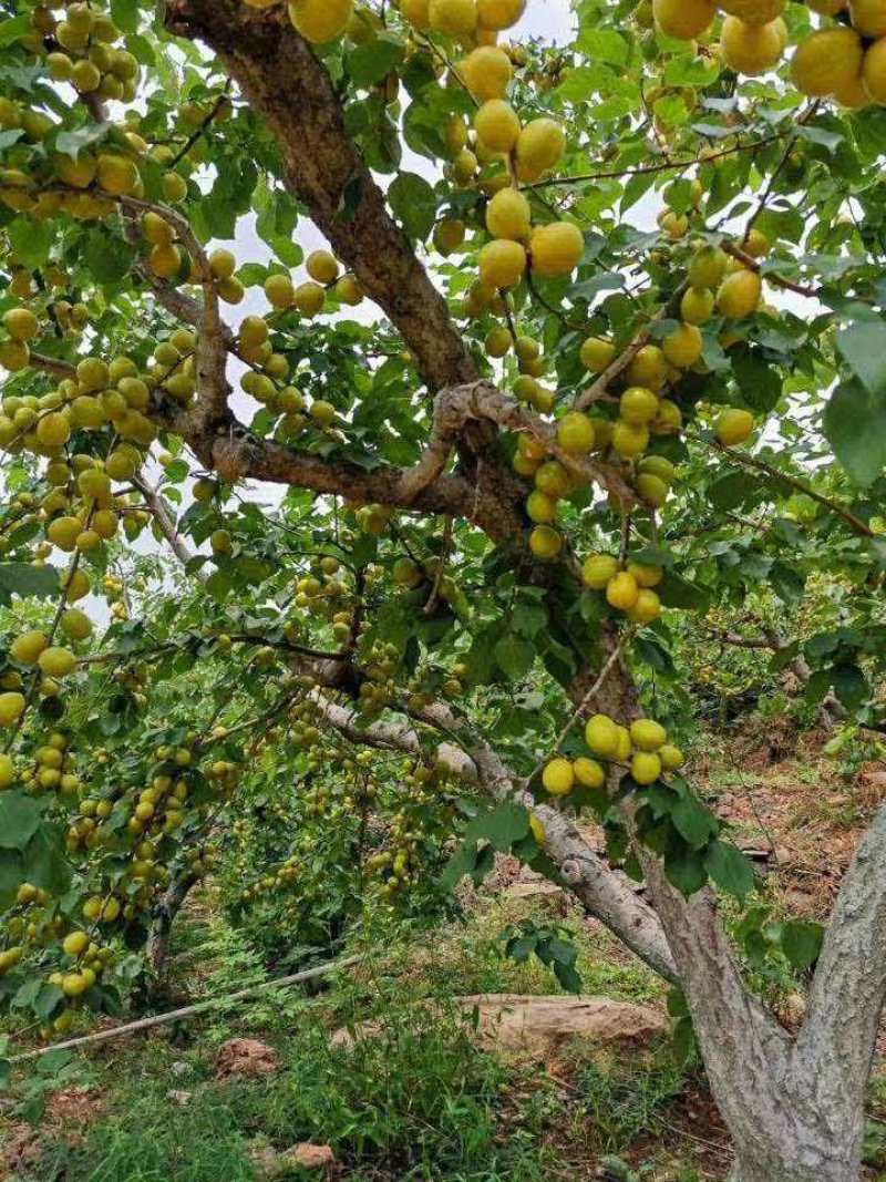 油杏珍珠油杏产地直发量大从优可视频看货对接全国客商