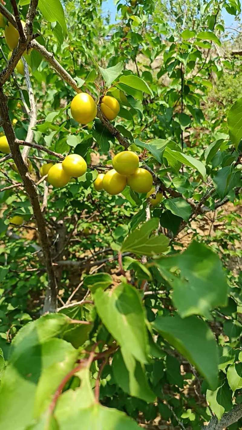油杏珍珠油杏产地直发量大从优可视频看货对接全国客商