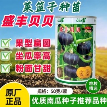 盛丰贝贝南瓜种子早熟扁圆形迷你贝贝南瓜甘甜面春秋基地种植