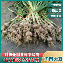 【精品】河南大蒜中牟大蒜把子蒜产地直供保质保量!