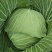 四川产地春菜直发包菜莲花白鸡心白量大从优