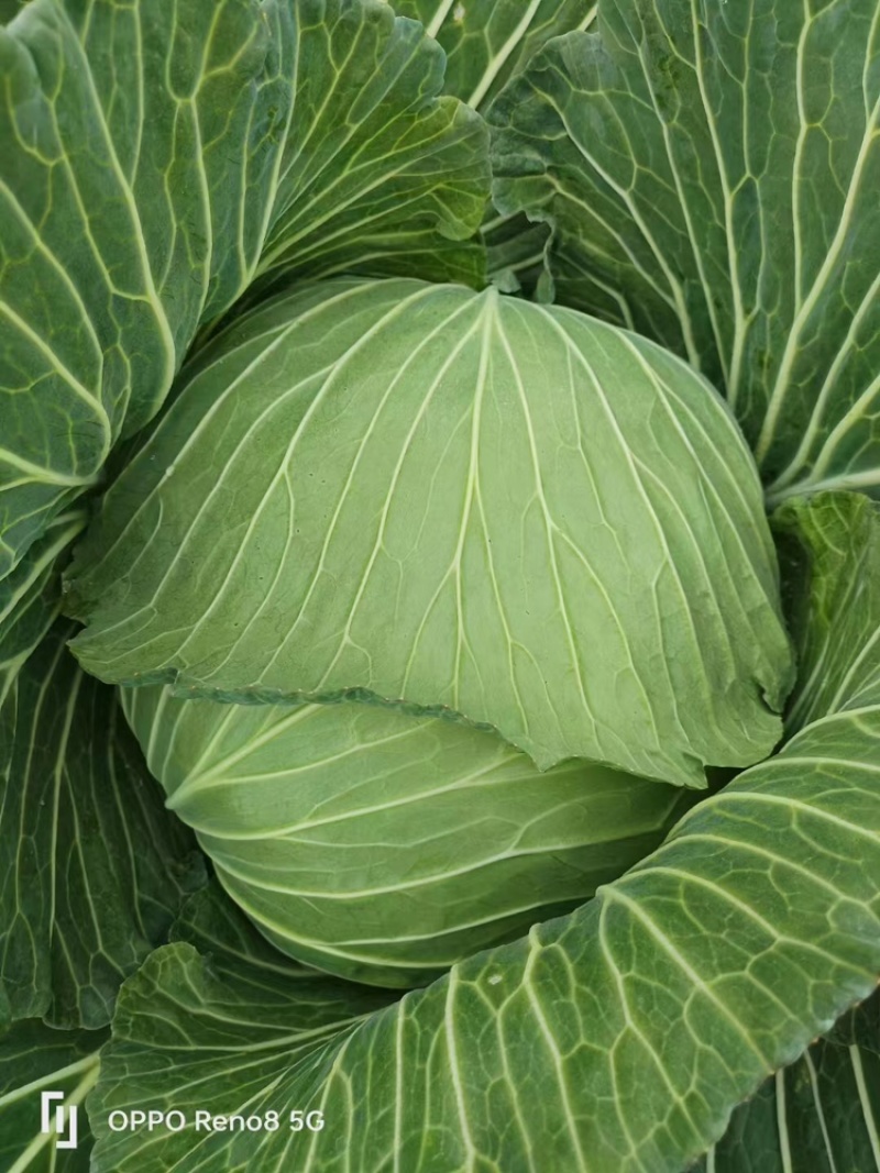 四川产地春菜直发包菜莲花白鸡心白量大从优