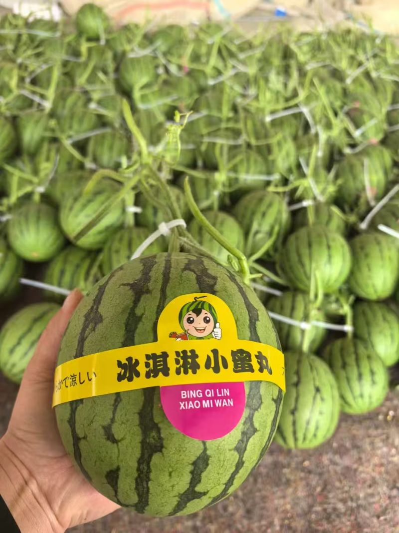 2k小西瓜，小糖丸，支持视频看货，可发往全国市场！