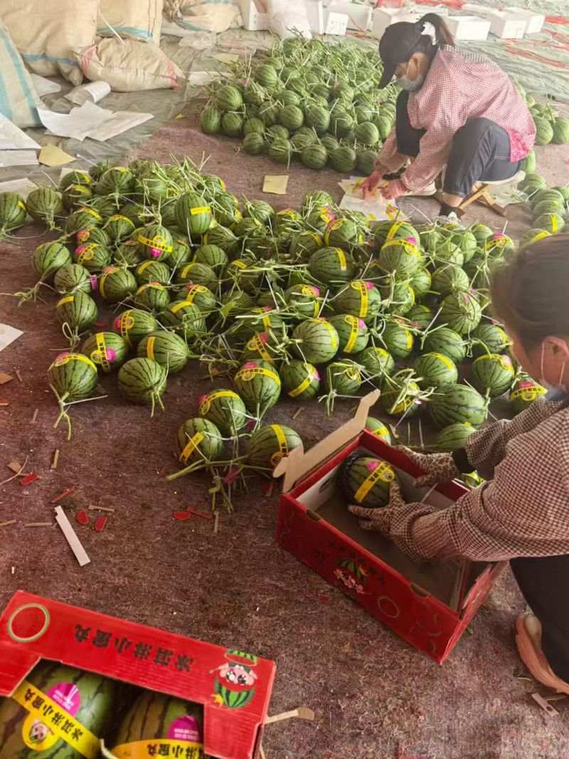 2k小西瓜，小糖丸，支持视频看货，可发往全国市场！