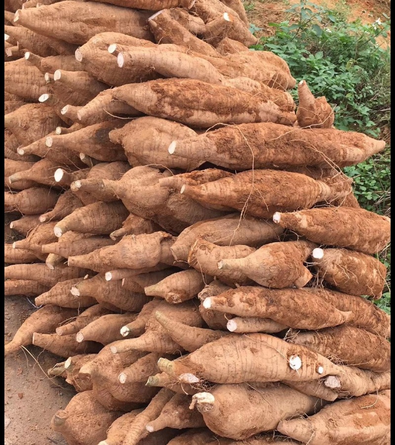 【葛根】产地直销量大质优价格优惠规格齐全欢迎采购