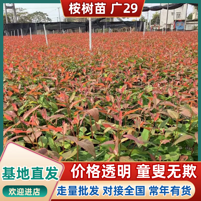 【优选】广29桉树苗速生丰产组培良种成活率高适合荒山造林