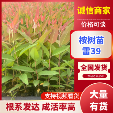 【雷39】桉树苗根系发达成活率高苗木基地直发品种优良