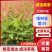 【雷39】桉树苗根系发达成活率高苗木基地直发品种优良