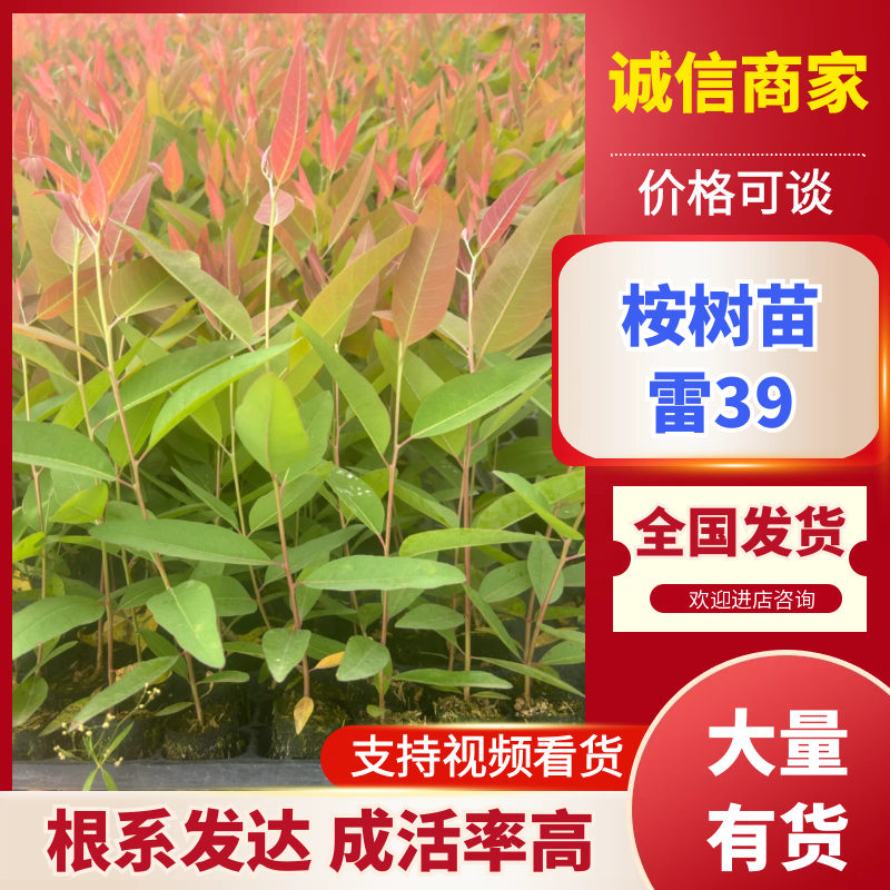 【雷39】桉树苗根系发达成活率高苗木基地直发品种优良