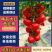 西红柿，夏邑精品西红柿，产地直销，量大从优，价格随行就市