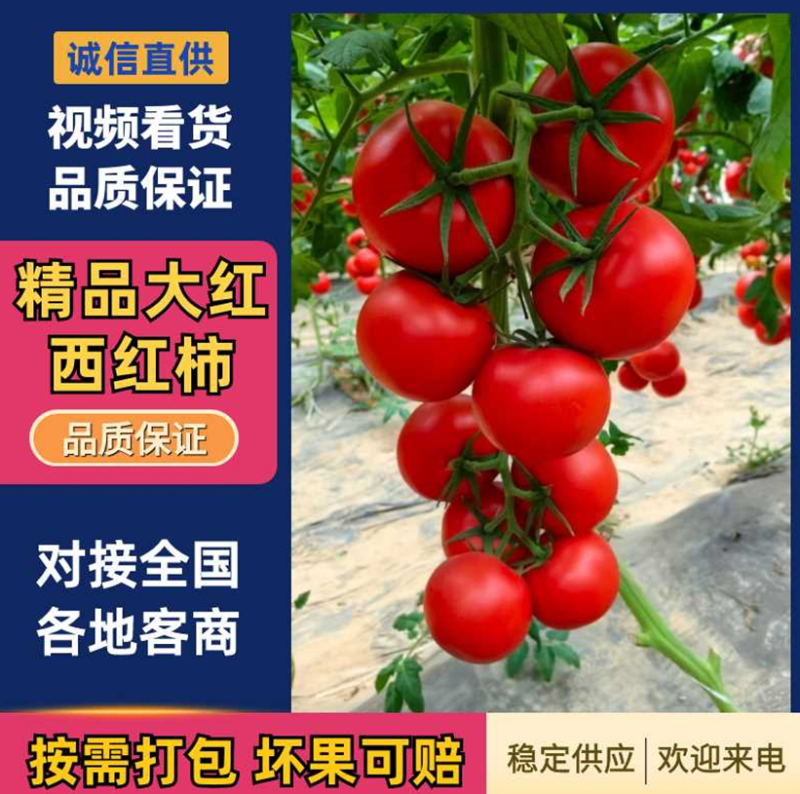 西红柿，夏邑精品西红柿，产地直销，量大从优，价格随行就市