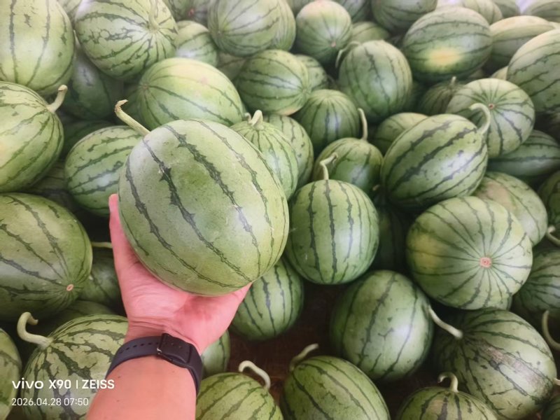 安徽砀山小糖丸西瓜大量上市产地直供质量保证全国发货