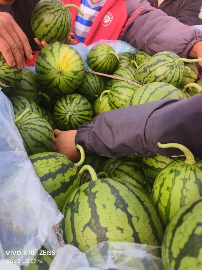精品美都西瓜安徽基地直发质量保证一手货源全国发货
