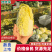 小娃娃菜，真空打氮，能提供商检，出口，韩国，俄罗斯，
