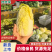 黄心娃娃菜，真空打氮，出口韩国，俄罗斯，可提供质检